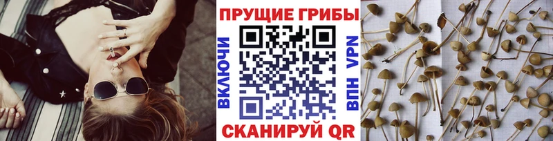 Псилоцибиновые грибы Psilocybine cubensis Тулун