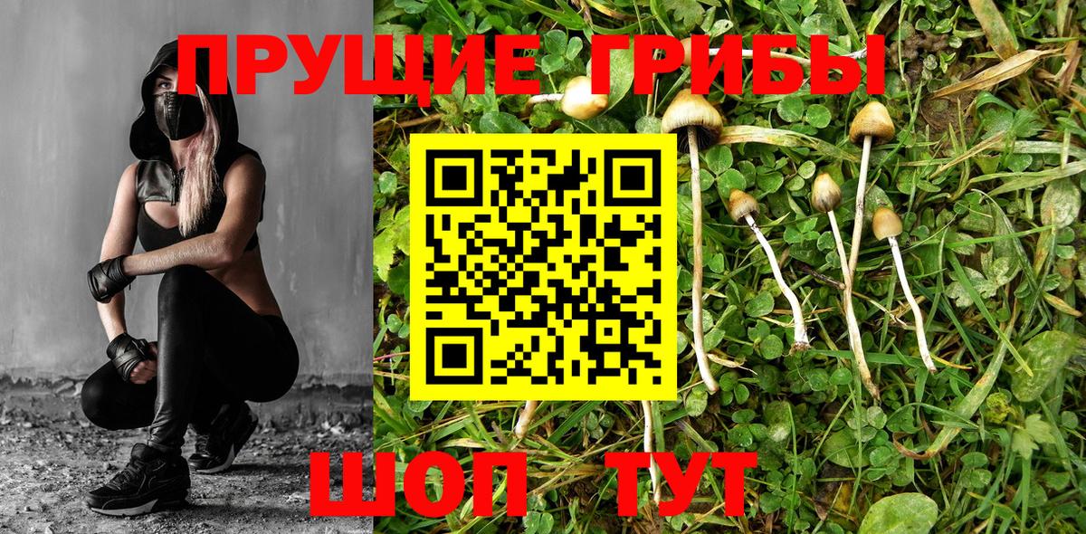 Псилоцибиновые грибы мицелий Тулун